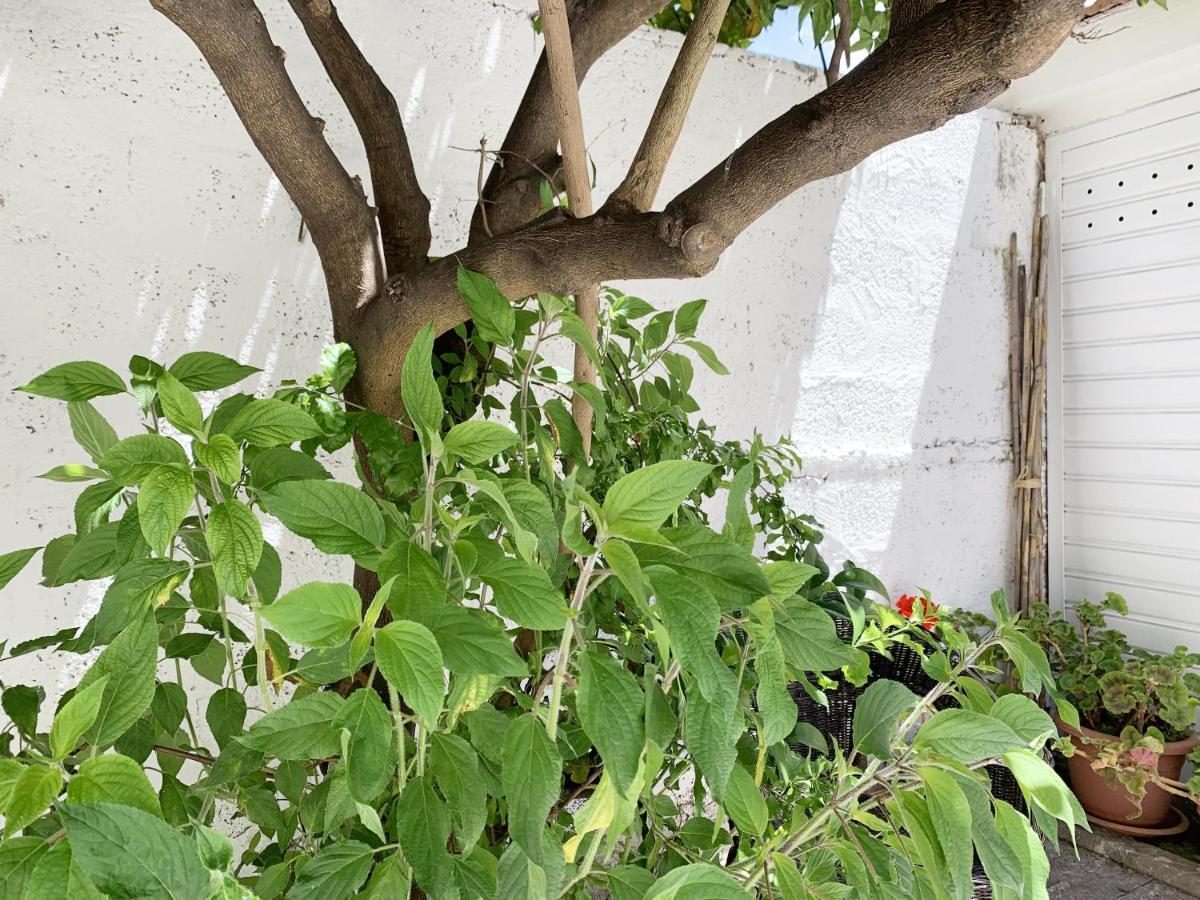 אלגהרו Tap Apartments - In Independent House With Private Garden מראה חיצוני תמונה